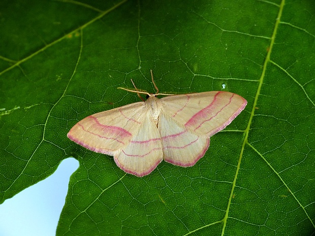 piadica prútnatcová Rhodostrophia vibicaria