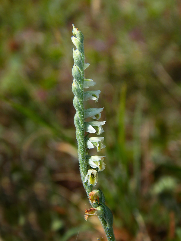 pokrut jesenný Spiranthes spiralis (L.) Chevall.