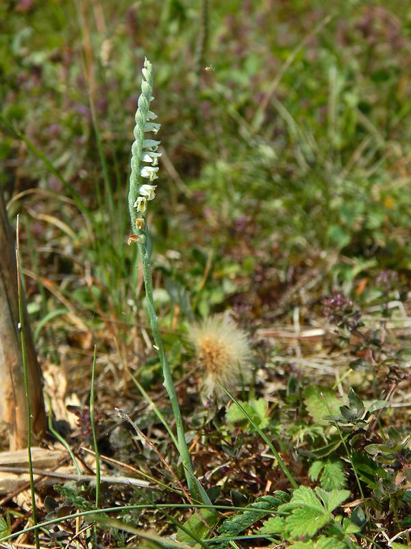 pokrut jesenný Spiranthes spiralis (L.) Chevall.