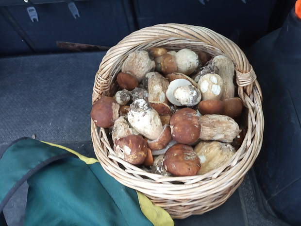 hríb dubový Boletus reticulatus Schaeff.