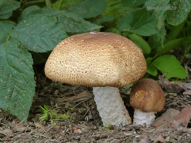 pečiarka obrovská Agaricus augustus Fr.