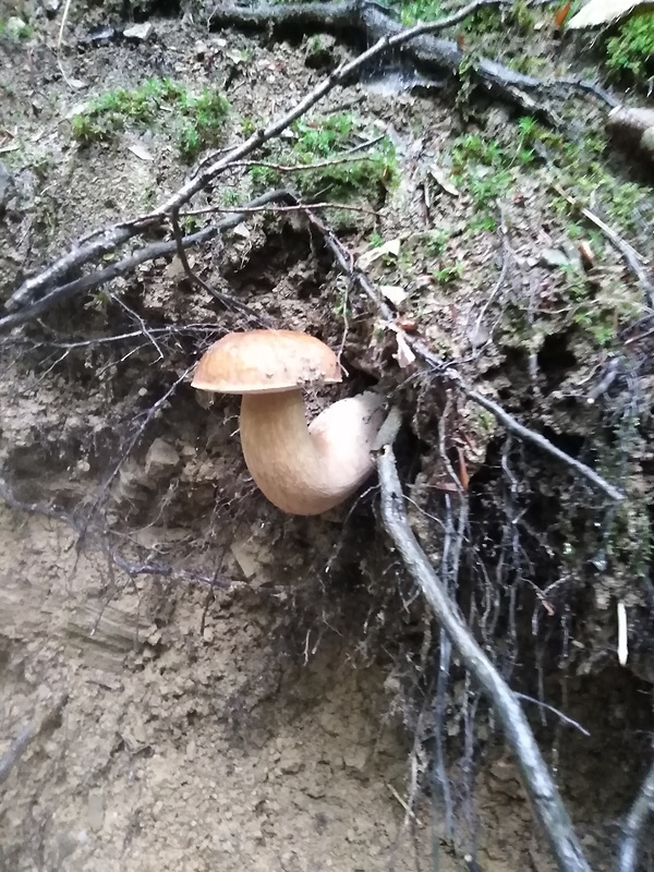 hríb dubový Boletus reticulatus Schaeff.