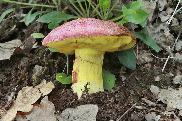 hríb kráľovský Butyriboletus regius (Krombh.) D. Arora & J.L. Frank