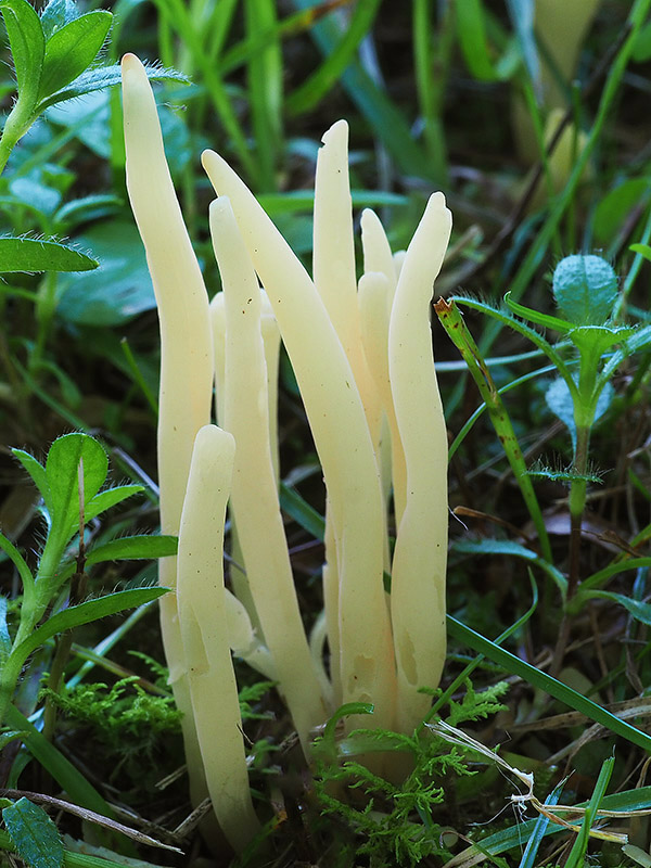 kyjačik Clavaria tenuipes Berk. & Broome