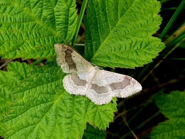 piadica kručinková Idaea aversata