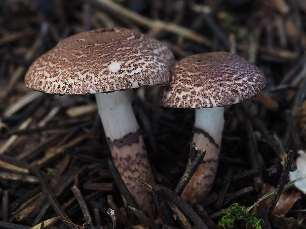 bedlička hnedoružová Lepiota brunneoincarnata Chodat & C. Martín