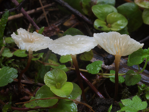 tancuľka Vaillantova Marasmiellus vaillantii (Pers.) Singer