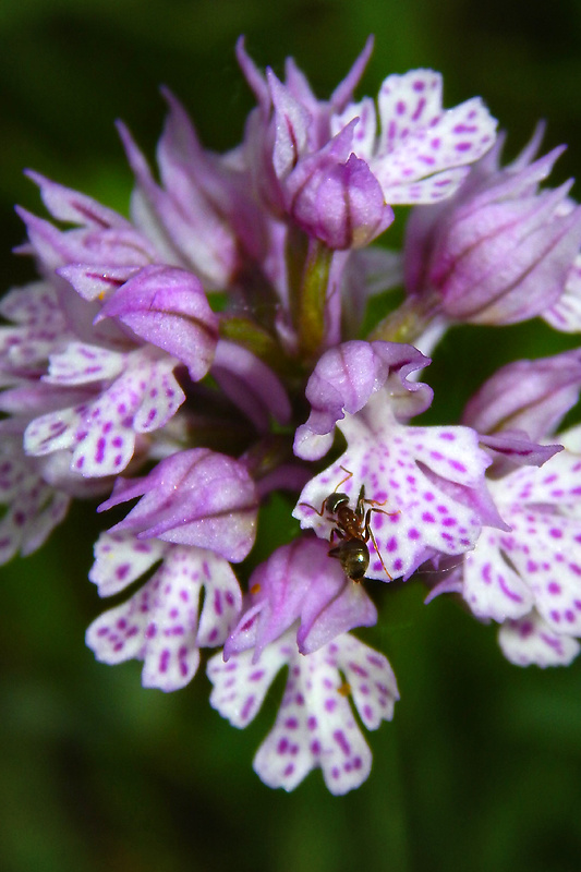 neotinea trojzubá Neotinea tridentata (Scop.) R. M. Bateman, Pridceon et M. W. Chase