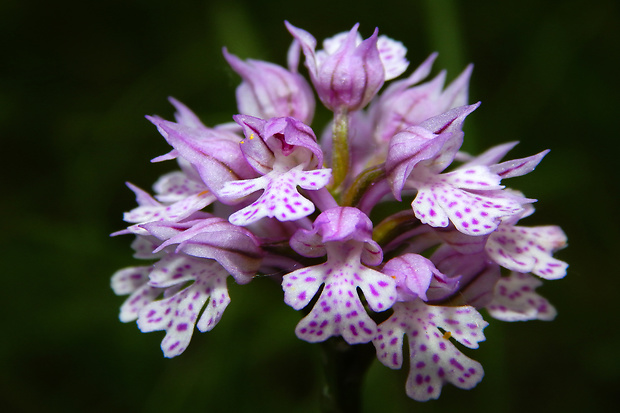 neotinea trojzubá Neotinea tridentata (Scop.) R. M. Bateman, Pridceon et M. W. Chase