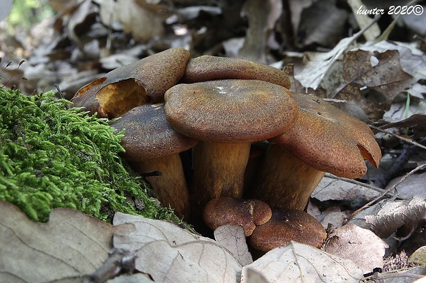 kališník hnedooranžový Omphalotus olearius (DC.) Singer