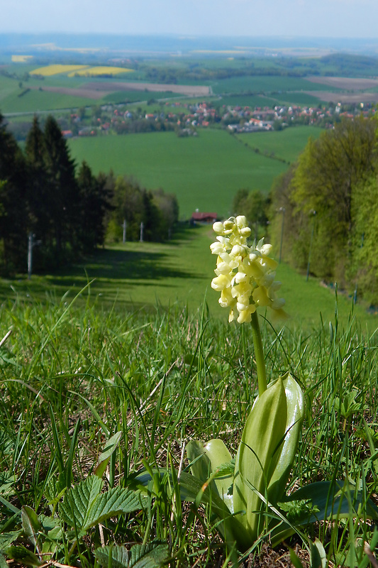 vstavač bledý Orchis pallens L.