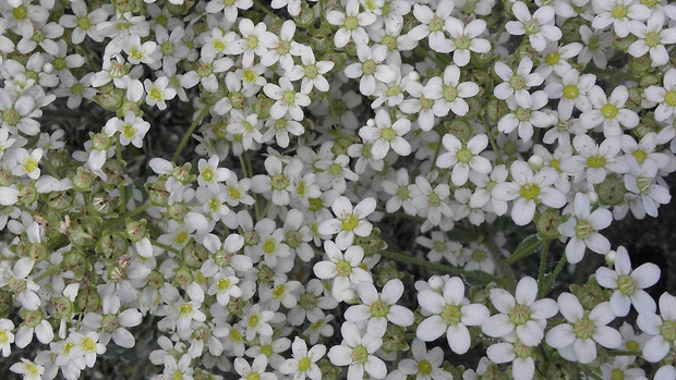 lomikameň metlinatý Saxifraga paniculata Mill.