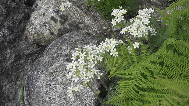 lomikameň metlinatý Saxifraga paniculata Mill.