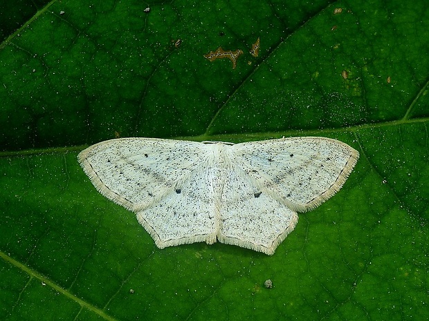 piadica mokrinná Scopula flaccidaria