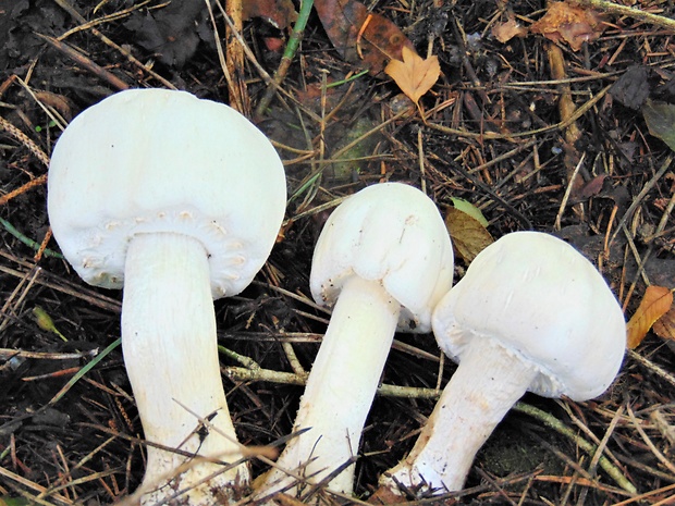 pečiarka páchnuca Agaricus xanthodermus Genev.