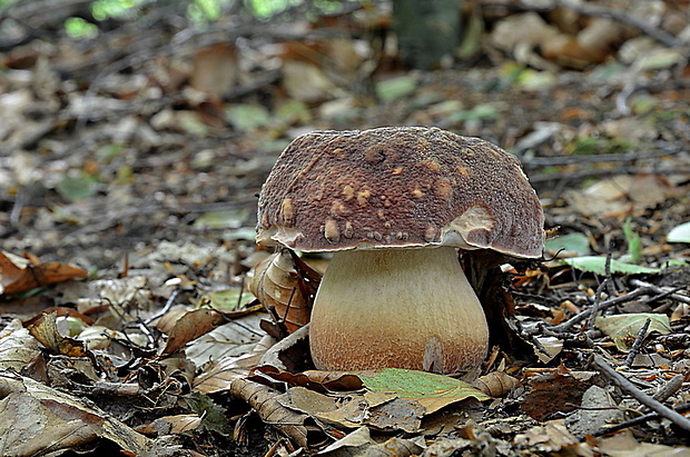 hríb sosnový Boletus pinophilus Pil. et Dermek in Pil.