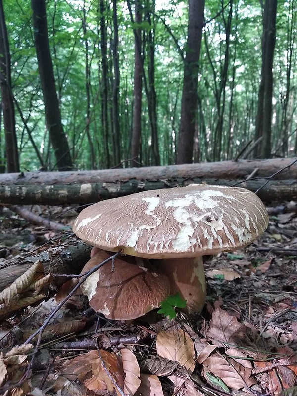 hríb dubový Boletus reticulatus Schaeff.