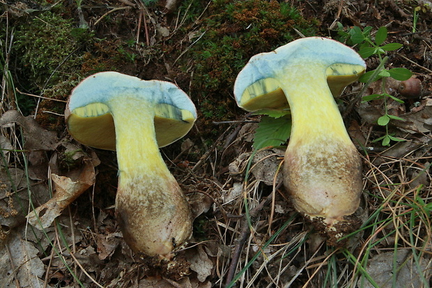 hríb striebristý Butyriboletus fechtneri (Velen.) D. Arora & J.L. Frank