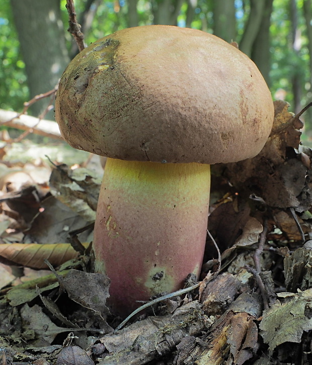 hríb nádherný Butyriboletus fuscoroseus (Smotl.) Vizzini & Gelardi