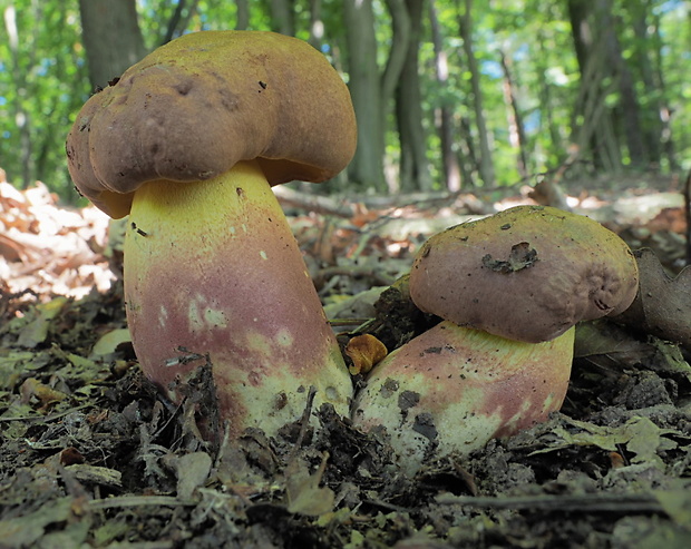 hríb nádherný Butyriboletus fuscoroseus (Smotl.) Vizzini & Gelardi