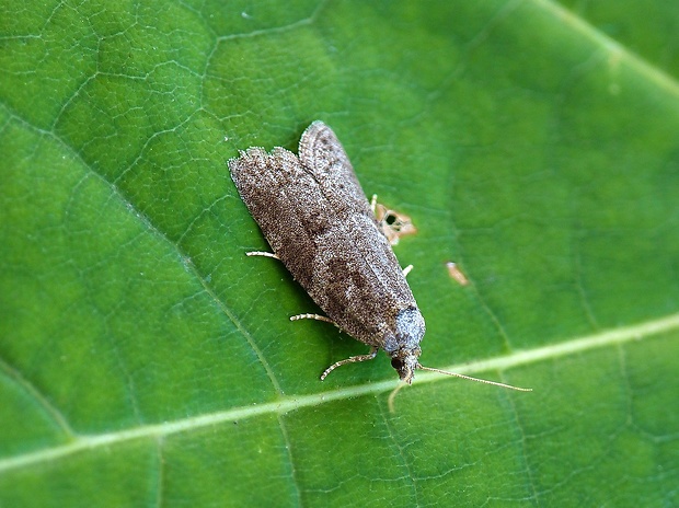 obaľovač poľný Cnephasia pasiuana