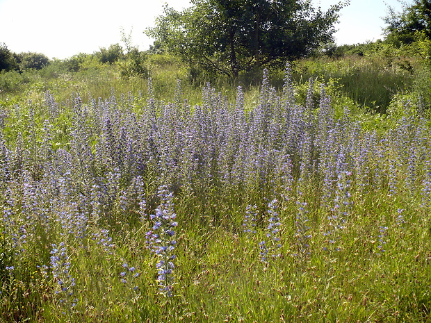 hadinec obyčajný- biotop Echium vulgare L.