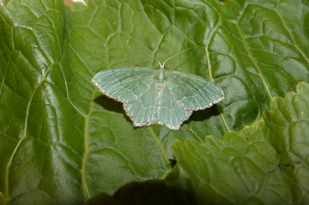 piadivka letná Hemithea aestivaria