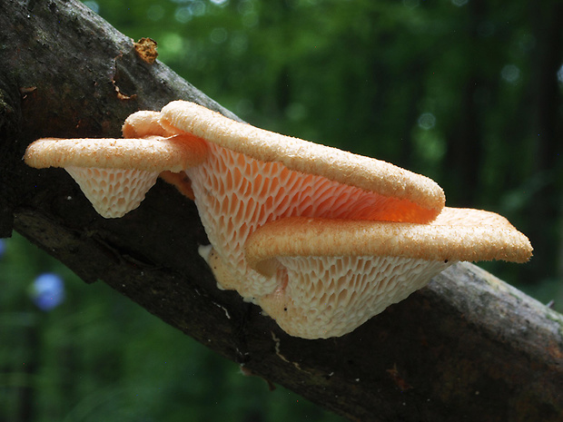 trúdnik veľkopórový Neofavolus alveolaris (DC.) Sotome & T. Hatt.