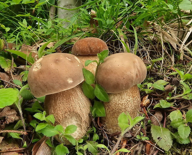 hríb dubový Boletus reticulatus Schaeff.