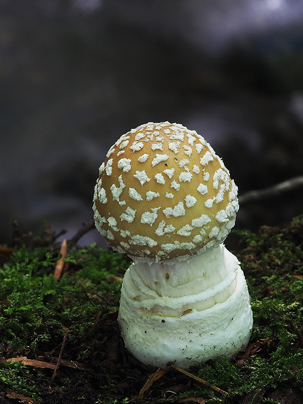 muchotrávka tigrovaná Amanita pantherina (DC.) Krombh.