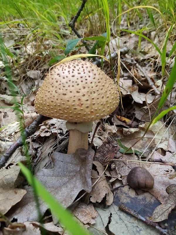 muchotrávka červenkastá Amanita rubescens Pers.