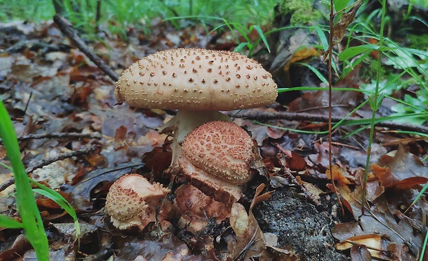 muchotrávka červenkastá Amanita rubescens Pers.