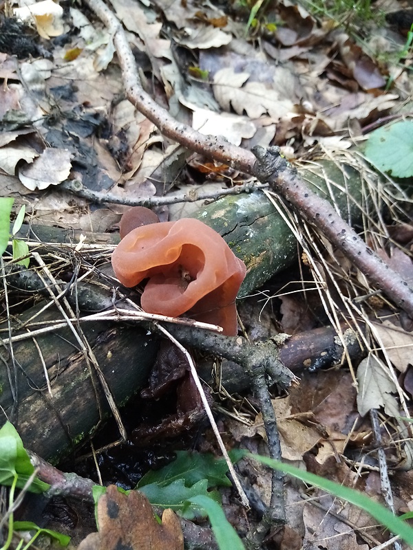 uchovec bazový Auricularia auricula-judae (Bull.) Quél.