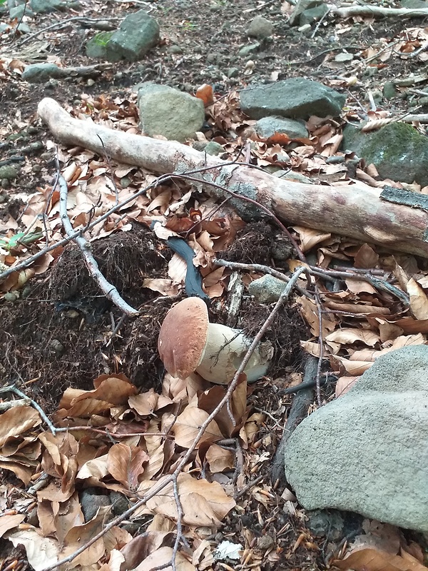 hríb dubový Boletus reticulatus Schaeff.