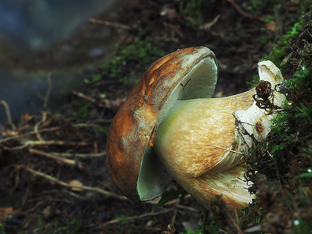 hríb dubový Boletus reticulatus Schaeff.