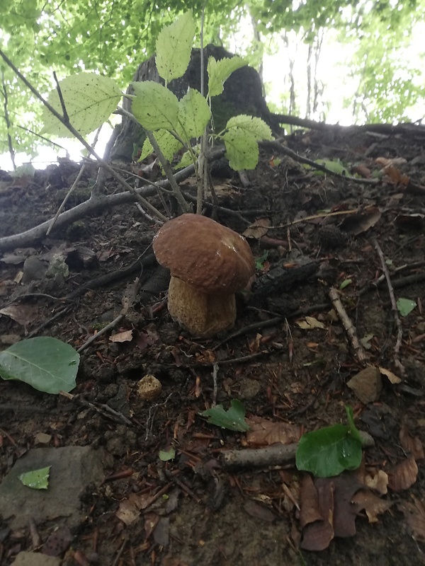 hríb dubový Boletus reticulatus Schaeff.