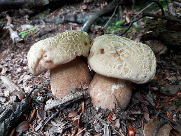 hríb dubový Boletus reticulatus Schaeff.