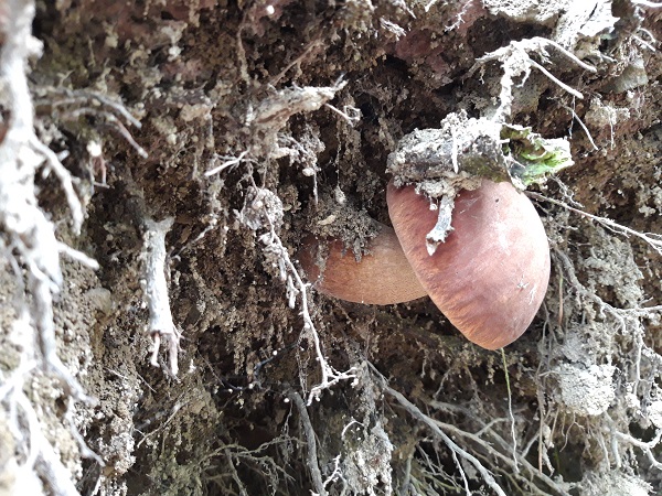 hríb dubový Boletus reticulatus Schaeff.