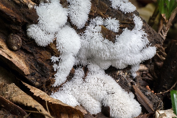 rohačka kríčkovitá, nerozvetvená varieta Ceratiomyxa fruticulosa var. descendens Emoto (1933)