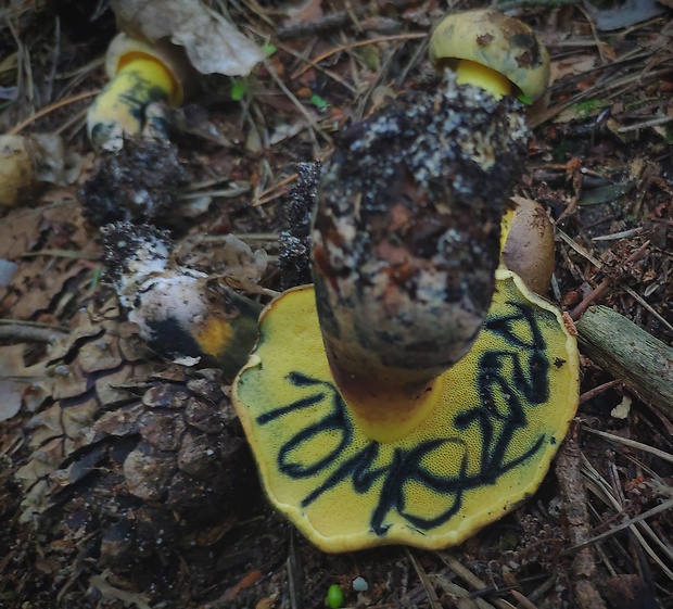 hríb modrejúci Cyanoboletus pulverulentus (Opat.) Gelardi, Vizzini & Simonini