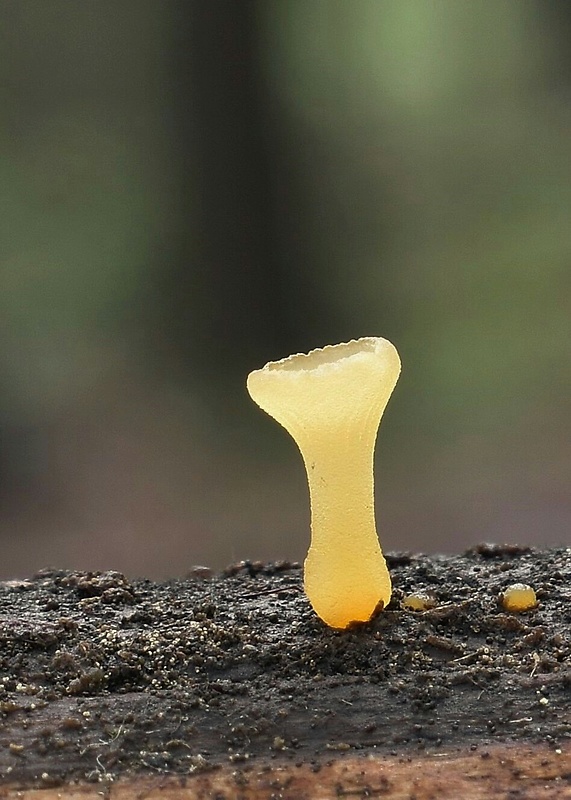 trasľavka pohárikovitá Guepiniopsis buccina (Pers.) L.L. Kenn.