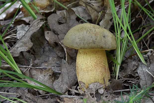 hríb plavý Hemileccinum impolitum (Fr.) Šutara