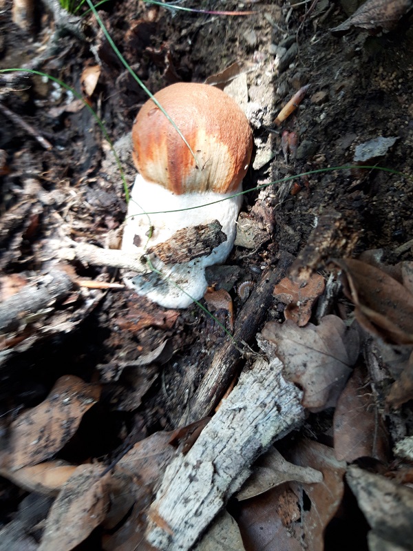 kozák osikový Leccinum albostipitatum den Bakker & Noordel.