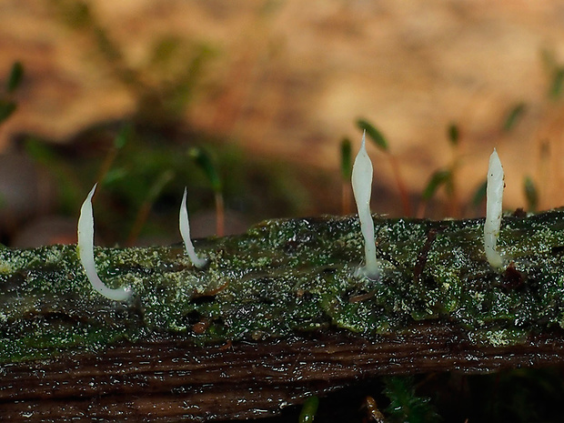 lentária slizká Multiclavula mucida (Pers.) R.H. Petersen