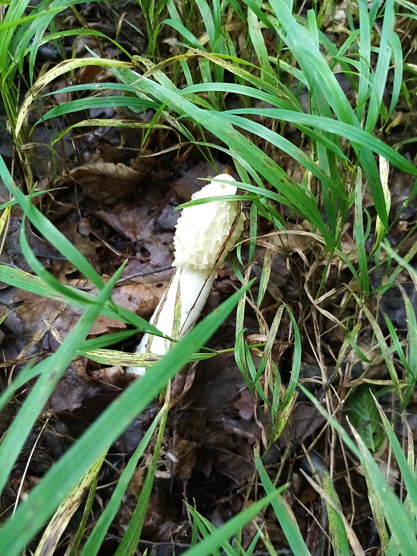 hadovka smradľavá Phallus impudicus L.