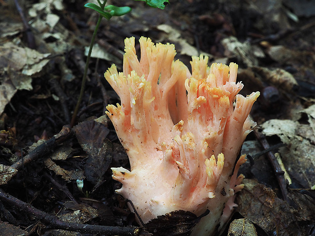 strapačka lososovoružová Ramaria subbotrytis (Coker) Corner