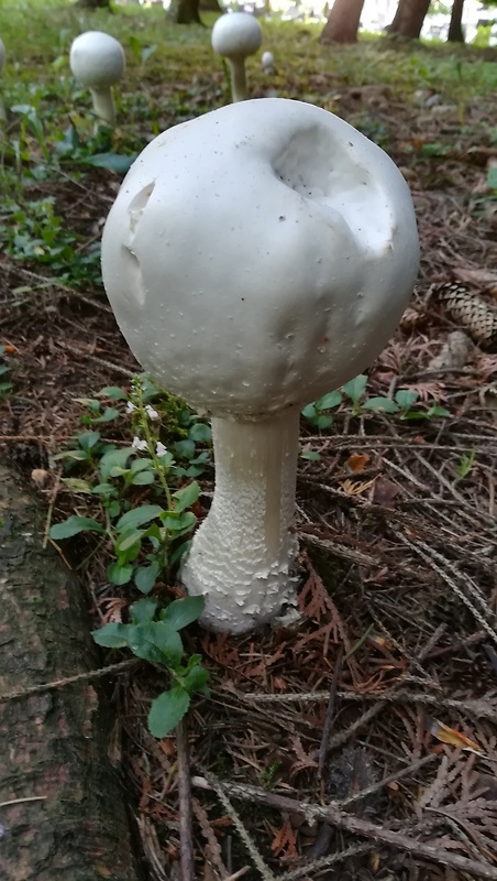 pečiarka nádherná Agaricus urinascens (Jul. Schäff. & F.H. Møller) Singer