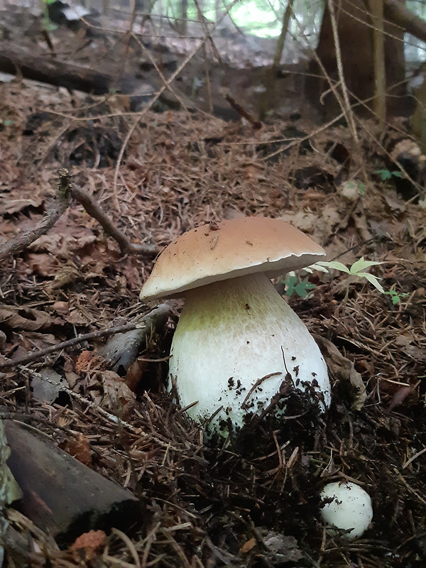 hríb smrekový Boletus edulis Bull.