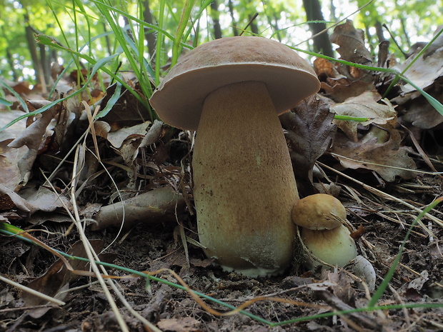 hríb dubový Boletus reticulatus Schaeff.