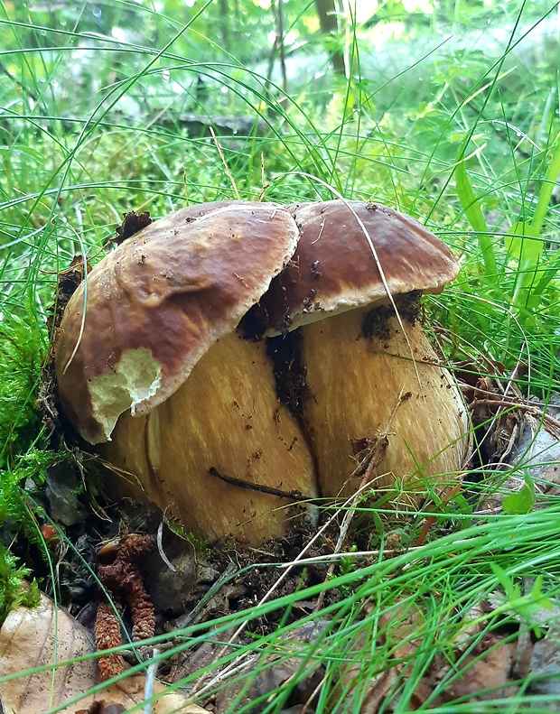 hríb dubový Boletus reticulatus Schaeff.